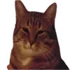 🐱