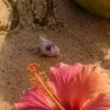 🥥