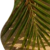 🥥