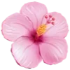 🌸