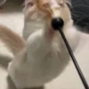 🐾