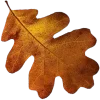 🍁