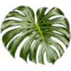🥥