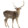 🦌