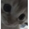 🤩
