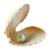 🐚