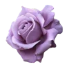💜