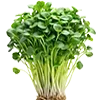 🌿