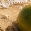 🥥