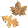 🍁