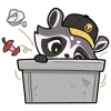 🦝