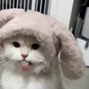 🐾