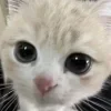 😼