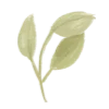 🌿