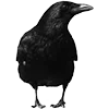 🦜
