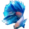 🐠