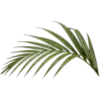 🥥