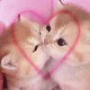 😽