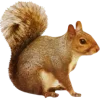 🐿️