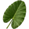 🥥