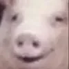 🐽