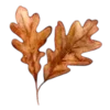 🍂