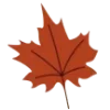 🍁