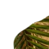 🥥