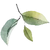 🌱