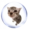 🐱