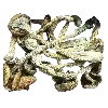 🍄