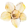 🌼