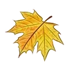 🍁