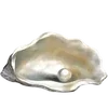 🐚