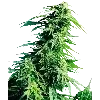 🌿