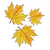 🍁