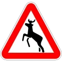 🦌