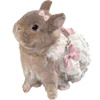 🐰