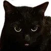 🐈‍⬛