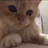 🥺