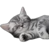 🐱
