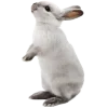 🐇