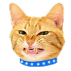 😾