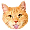😹
