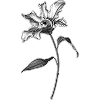 🥀