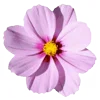 🌸