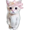 🐈