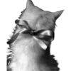 🐱
