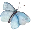 🦋