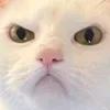 😠